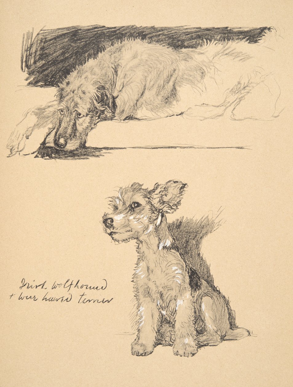 爱尔兰猎狼犬和电线头梗，1930年，他的素描书中的插图用于“朋友之间”，Aldin，Cecil Charles Windsor（1870-1935），后来由Eyre和Spottiswoode Limi出版 作者 塞西尔·查尔斯·温莎·奥尔丁
