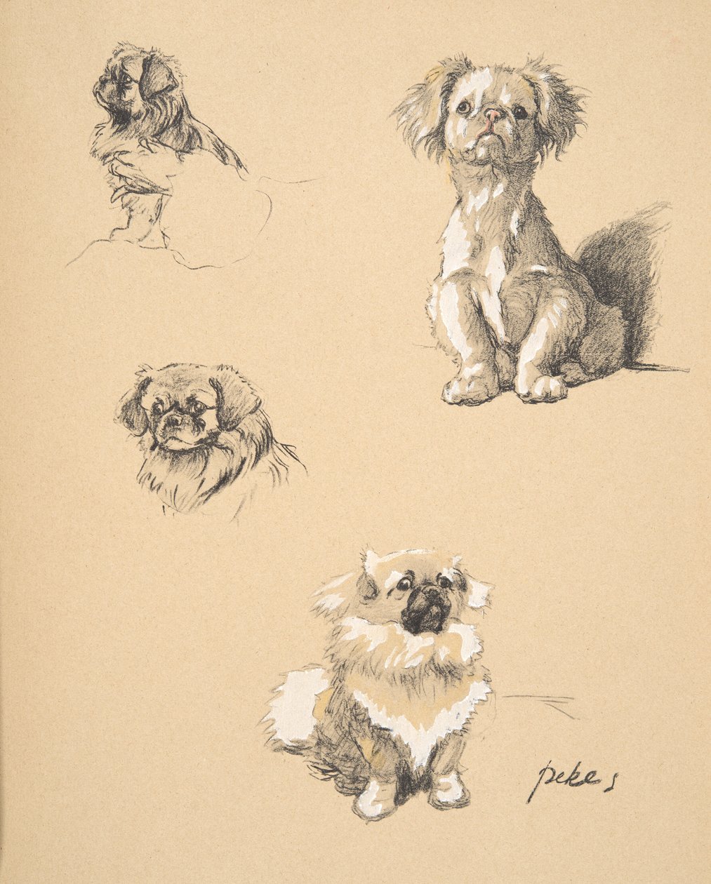 Pekes，1930，插图来自他的素描书，用于&39;Just Among Friends&39;，Aldin，Cecil Charles Windsor（1870-1935），后来由Eyre和Spottiswoode Limited出版，1934年，Chalk和Charcoal on p 作者 塞西尔·查尔斯·温莎·奥尔丁