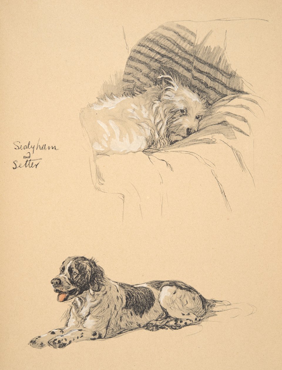 Sealyham和Setter，1930年，他的素描书插图用于&39;Just Among Friends&39;，Aldin，Cecil Charles Windsor（1870-1935），后来由Eyre和Spottiswoode Limited出版，1934年，Chalk和 作者 塞西尔·查尔斯·温莎·奥尔丁