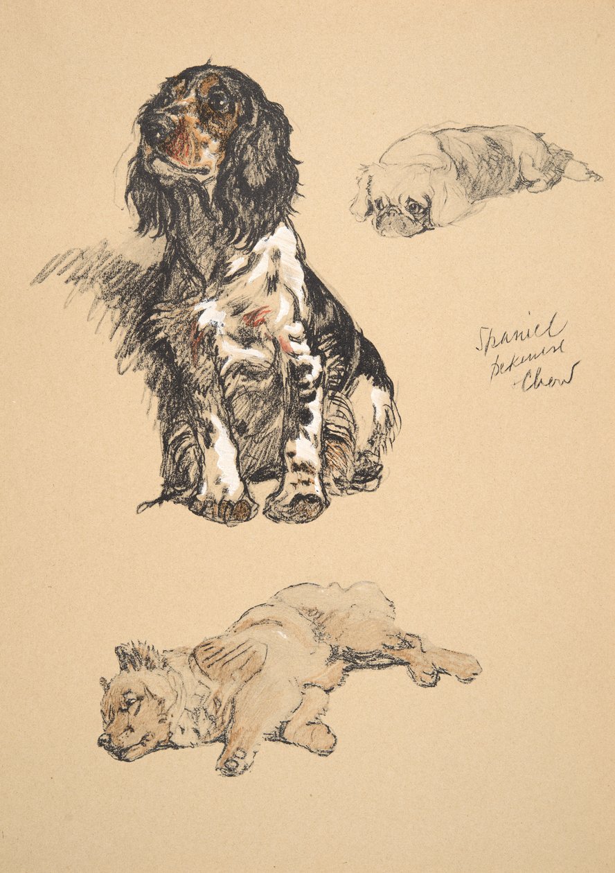 西班牙猎狗，Pekinese和Chow，1930年，他的素描书插图用于&39;Just Among Friends&39;，Aldin，Cecil Charles Windsor（1870-1935），后来由Eyre and Spottiswoode Limited出版，1934年，Ch 作者 塞西尔·查尔斯·温莎·奥尔丁
