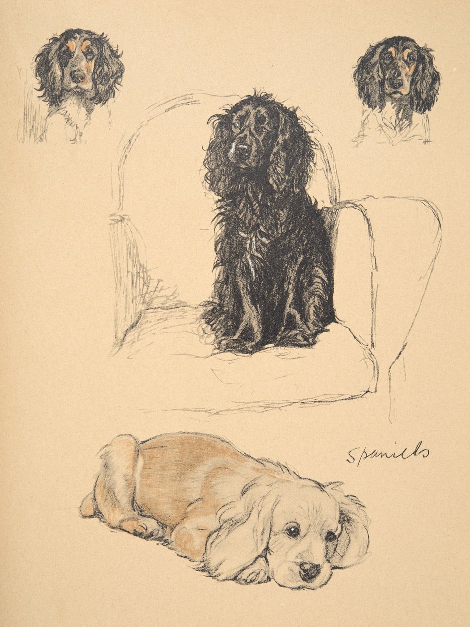 西班牙人，1930年，他的素描书中使用的插图用于&39;Just Among Friends&39;，Aldin，Cecil Charles Windsor（1870-1935），后来由Eyre和Spottiswoode Limited出版，1934年，Chalk和Charcoal o 作者 塞西尔·查尔斯·温莎·奥尔丁