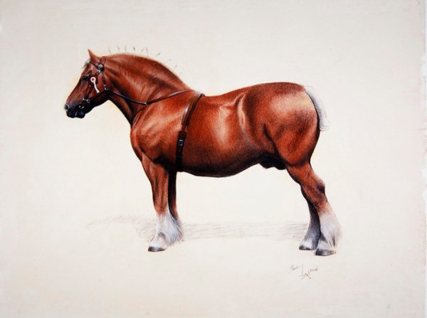 冠军萨福克冲床（纸上粉笔画） 作者 塞西尔·查尔斯·温莎·奥尔丁
