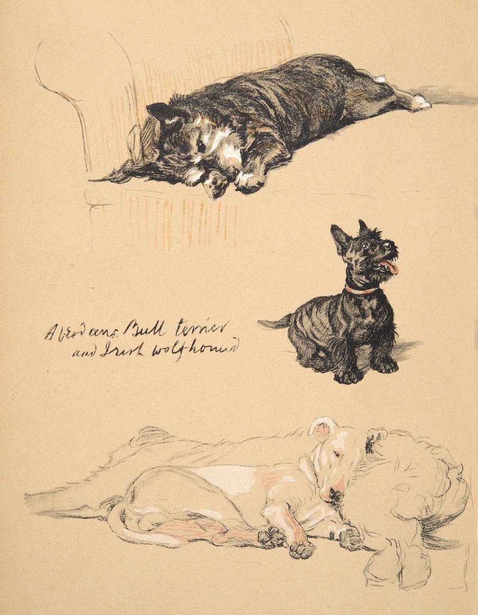 Aberdeens，Bull-Terrier和Irish Wolfhound，1930年，他的素描书中的插图，用于朋友之间，Aldin，Cecil Charles Windsor（1870-1935），后来由Eyre和Spottiswoode Li出版 作者 塞西尔·查尔斯·温莎·奥尔丁
