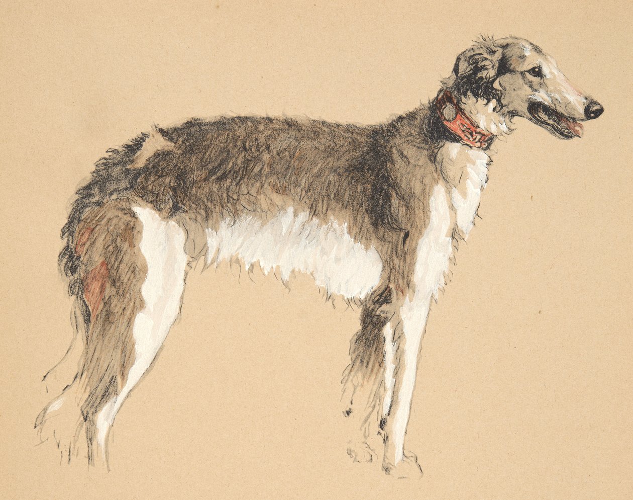 Borzoi，1930年，他的素描书中的插图，用于朋友之间，后来由Eyre和Spottiswoode Limited出版，1934年（粉笔和charcolal在纸上） 作者 塞西尔·查尔斯·温莎·奥尔丁