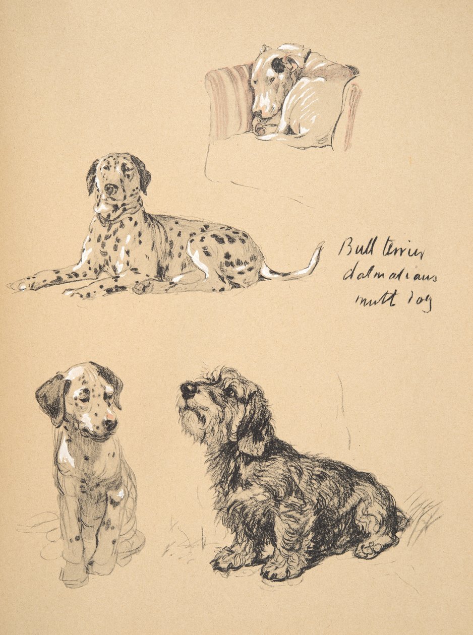 Bull Terrier，Dalmatians和Mutt Dog，1930，插图来自他的素描书，用于朋友之间，Aldin，Cecil Charles Windsor（1870-1935），后来由Eyre和Spottiswoode Limited出版， 作者 塞西尔·查尔斯·温莎·奥尔丁