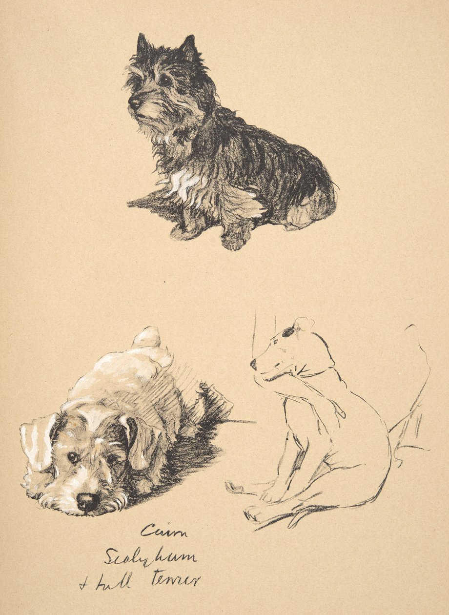 Cairn，Sealyham和Bull Terrier，1930年，插图来自他的素描书，用于朋友之间，Aldin，Cecil Charles Windsor（1870-1935），后来由Eyre和Spottiswoode Limited出版，1934年 作者 塞西尔·查尔斯·温莎·奥尔丁