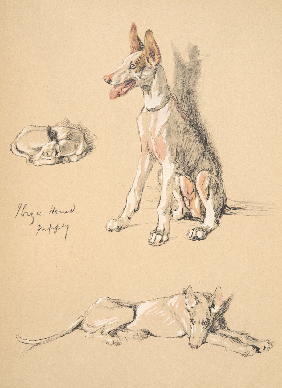 Ibiza Hound Puppy，1930年，插图来自他的素描书，用于朋友之间，Aldin，Cecil Charles Windsor（1870-1935），后来由Eyre和Spottiswoode Limited出版，1934年，Chalk和Ch 作者 塞西尔·查尔斯·温莎·奥尔丁