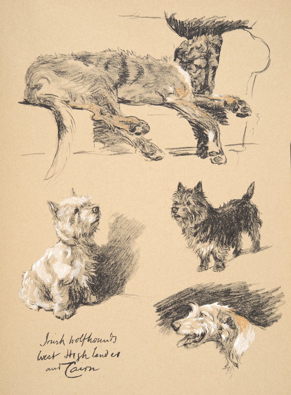爱尔兰猎狼犬，West Highlander和Cairn，1930年，他的素描书中的插图用于&39;Just Among Friends&39;，Aldin，Cecil Charles Windsor（1870-1935），后来由Eyre和Spottiswoode L出版 作者 塞西尔·查尔斯·温莎·奥尔丁