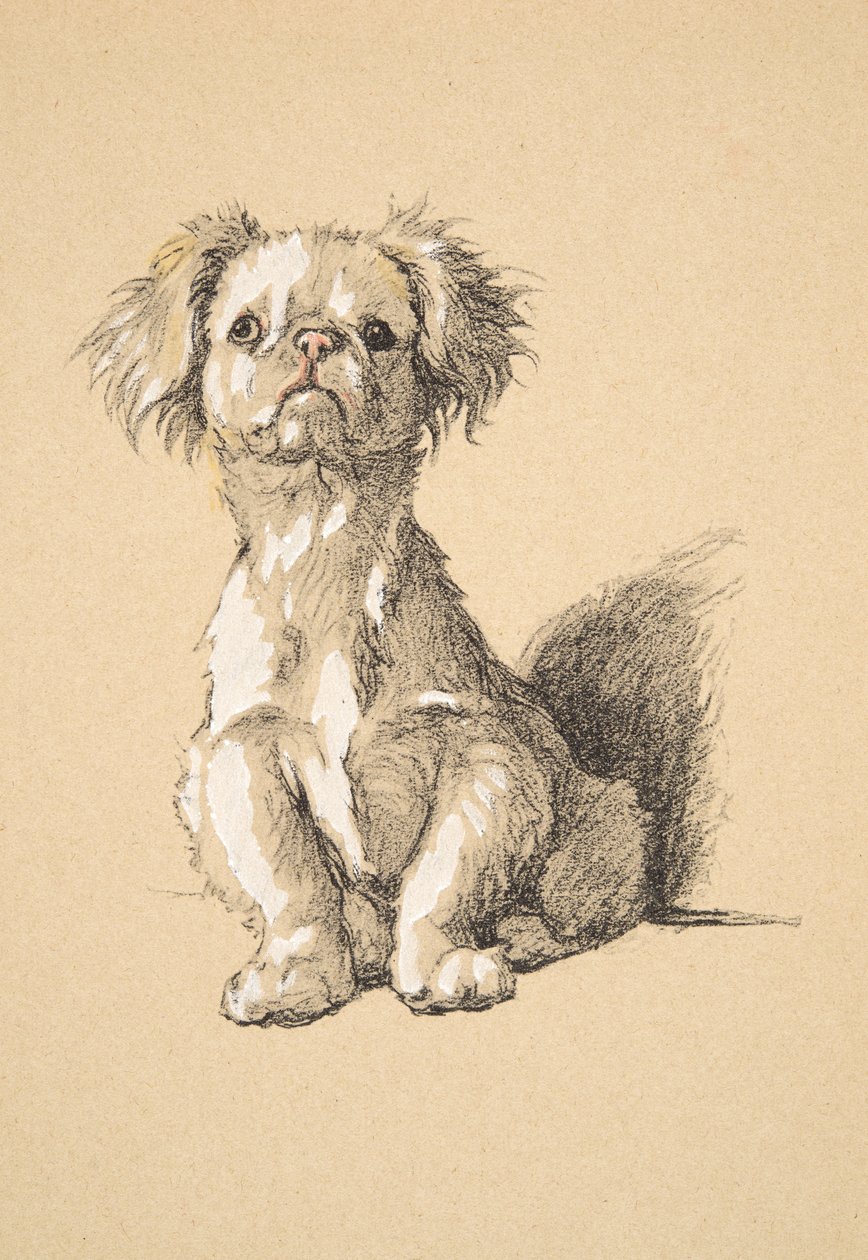 Peke，1930，插图来自他的素描书，用于朋友之间，Aldin，Cecil Charles Windsor（1870-1935），后来由Eyre和Spottiswoode Limited出版，1934年，Chalk和Charcoal出版 作者 塞西尔·查尔斯·温莎·奥尔丁