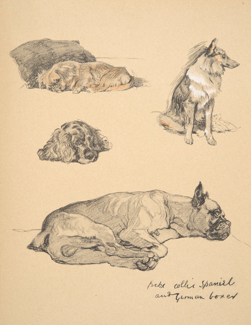 Peke，Collie，Spaniel和德国拳击手，1930年，他的素描书中的插图为&39;Just Among Friends&39;，Aldin，Cecil Charles Windsor（1870-1935），由Eyre和Spottiswoode Limited出版，1934年，C 作者 塞西尔·查尔斯·温莎·奥尔丁