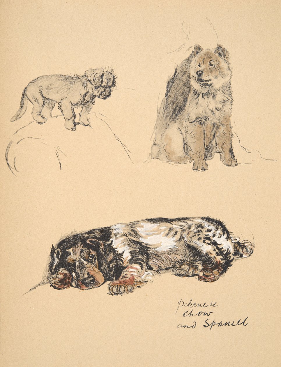 Pekinese，Chow and Spaniel，1930，他的素描书中的插图，用于朋友之间，Aldin，Cecil Charles Windsor（1870-1935），后来由Eyre和Spottiswoode Limited出版，1934年，Chal 作者 塞西尔·查尔斯·温莎·奥尔丁