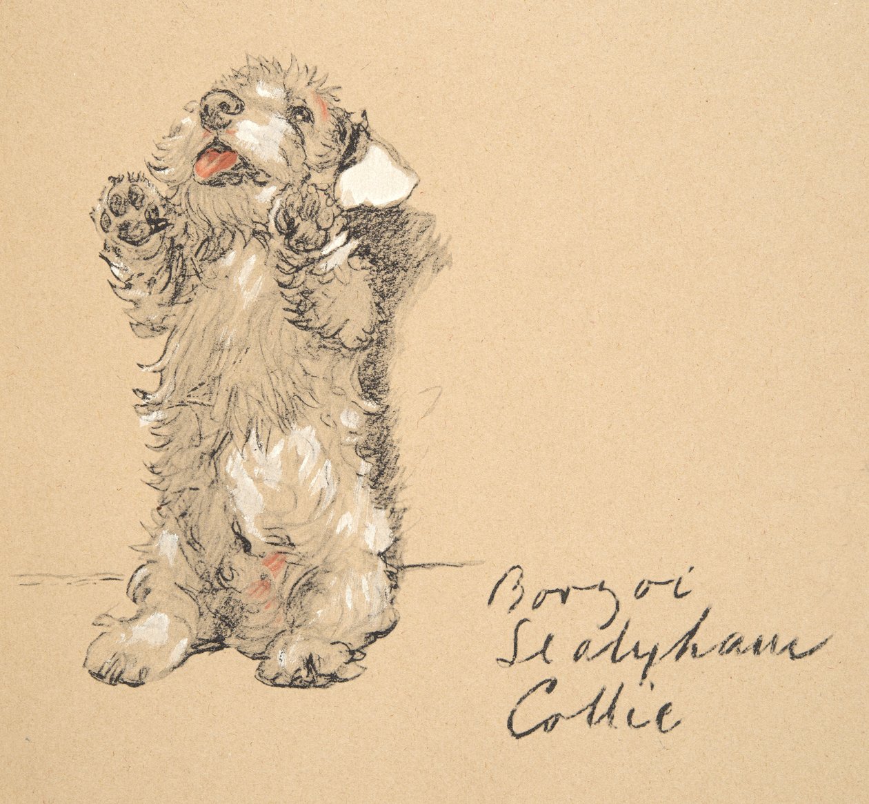 Sealyham，1930年，他的素描书中的插图用于朋友之间，后来由Eyre和Spottiswoode Limited出版，1934年（粉笔和charcolal在纸上） 作者 塞西尔·查尔斯·温莎·奥尔丁