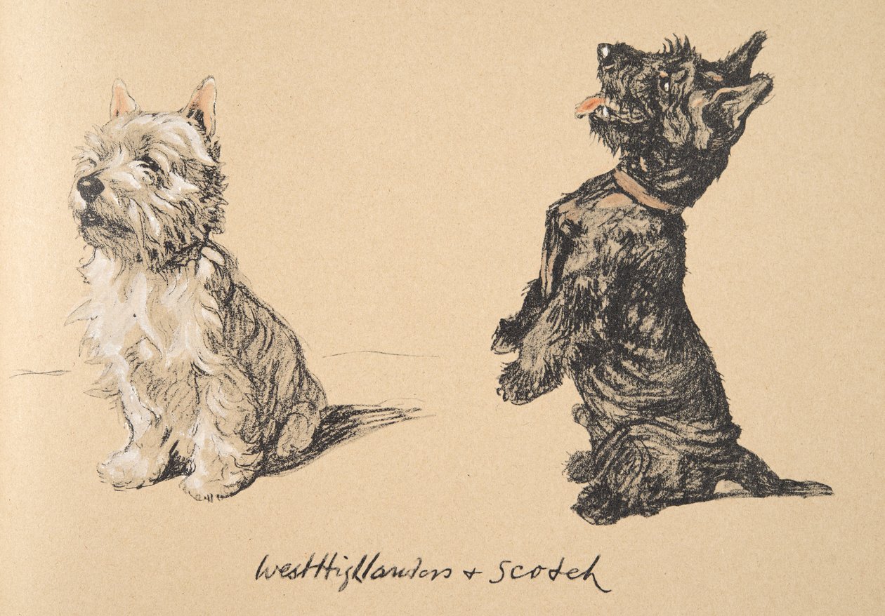 West Highlander和Scotch，1930年，他的素描书插图用于&39;Just Among Friends&39;，Aldin，Cecil Charles Windsor（1870-1935），后来由Eyre和Spottiswoode Limited出版，1934年，Ch 作者 塞西尔·查尔斯·温莎·奥尔丁