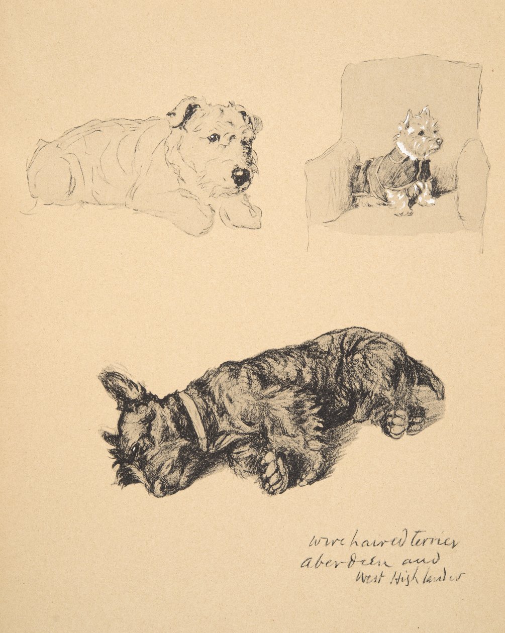 Wire-Shaired Terrier，Aberdeen和West Highlander，1930年，插图来自他的素描书，用于朋友之间，Aldin，Cecil Charles Windsor（1870-1935），后来由Eyre和Spottiswo出版 作者 塞西尔·查尔斯·温莎·奥尔丁