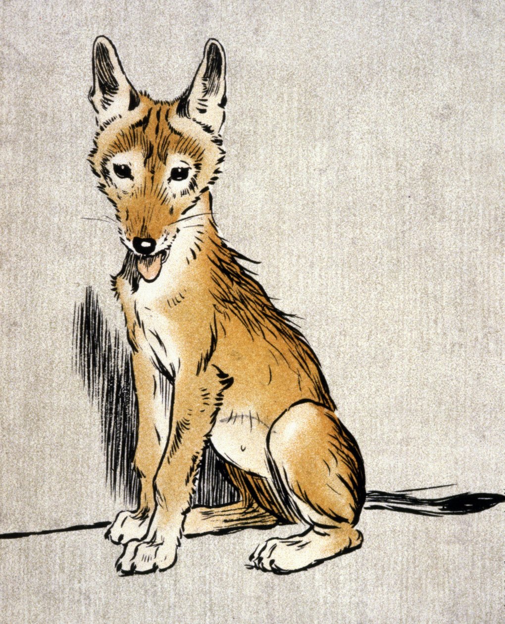 年轻的豺狼，c.1900（雕刻） 作者 塞西尔·查尔斯·温莎·奥尔丁