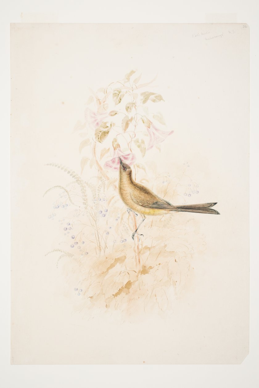Kari Mako（Korimako）Mahurangi NZ by Charles Heaphy 作者 查尔斯·希菲