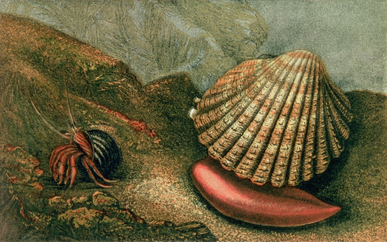 Cardum Rusticum和Pagurus Bernhardi在Periwinkle Shell中，来自&39;Glaucus或the Wonders of the Shore&39;由Charles Kingsley编写和插图 作者 查尔斯·金斯利