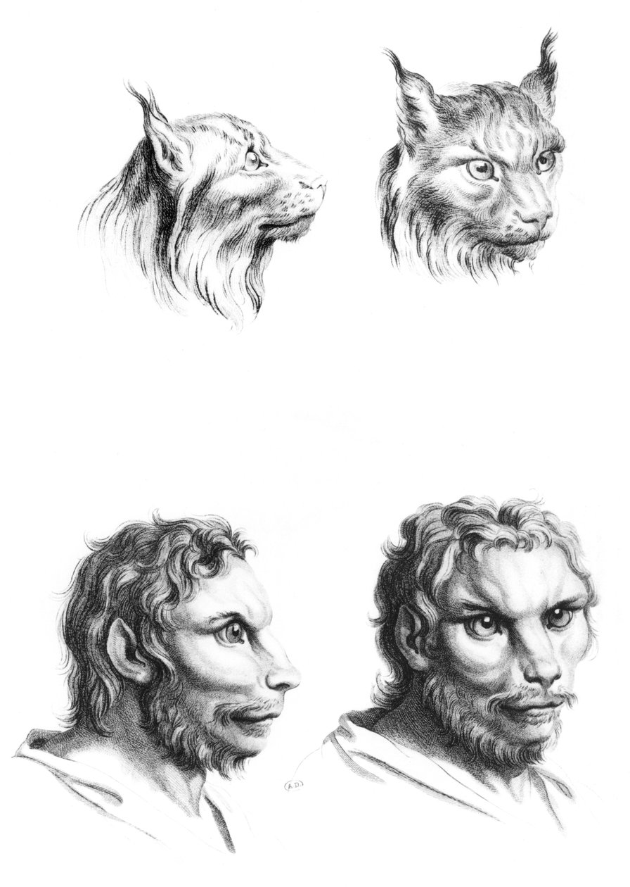 lynx和男人之间的相似之处，来自Le Brun的“为那些开始绘画的人的肖像书” 作者 查尔斯·勒布朗