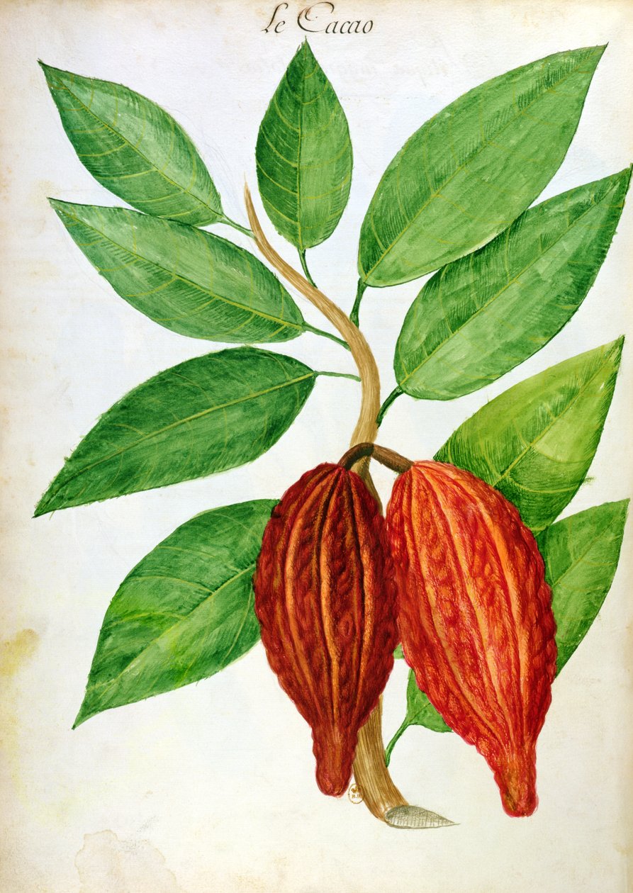 Cacao，来自安的列斯群岛的植物和文明手稿，c.1686 作者 查尔斯·普鲁米耶