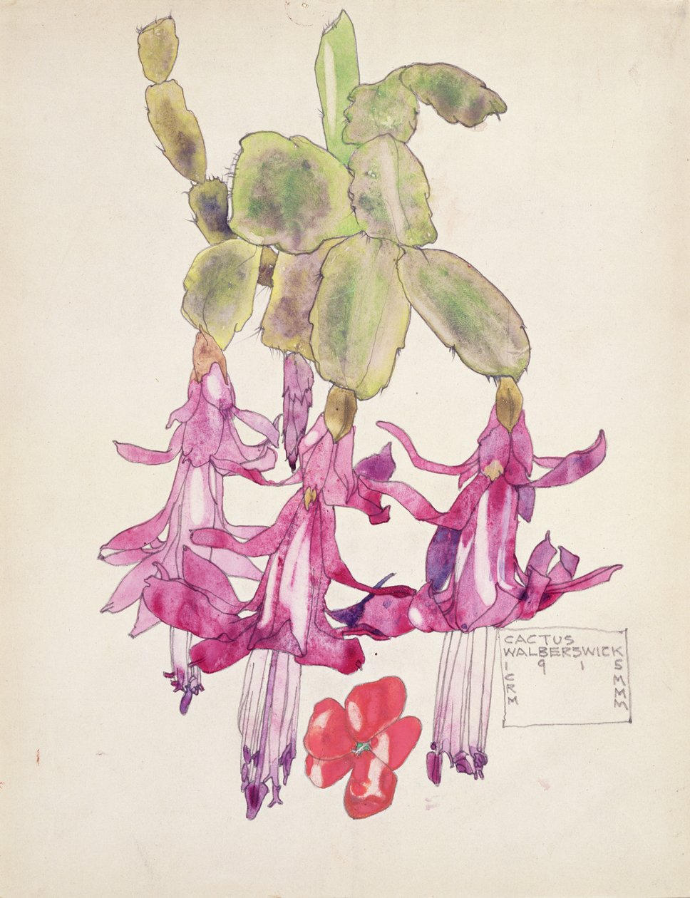 仙人掌花 作者 查尔斯·雷尼·麦金托什