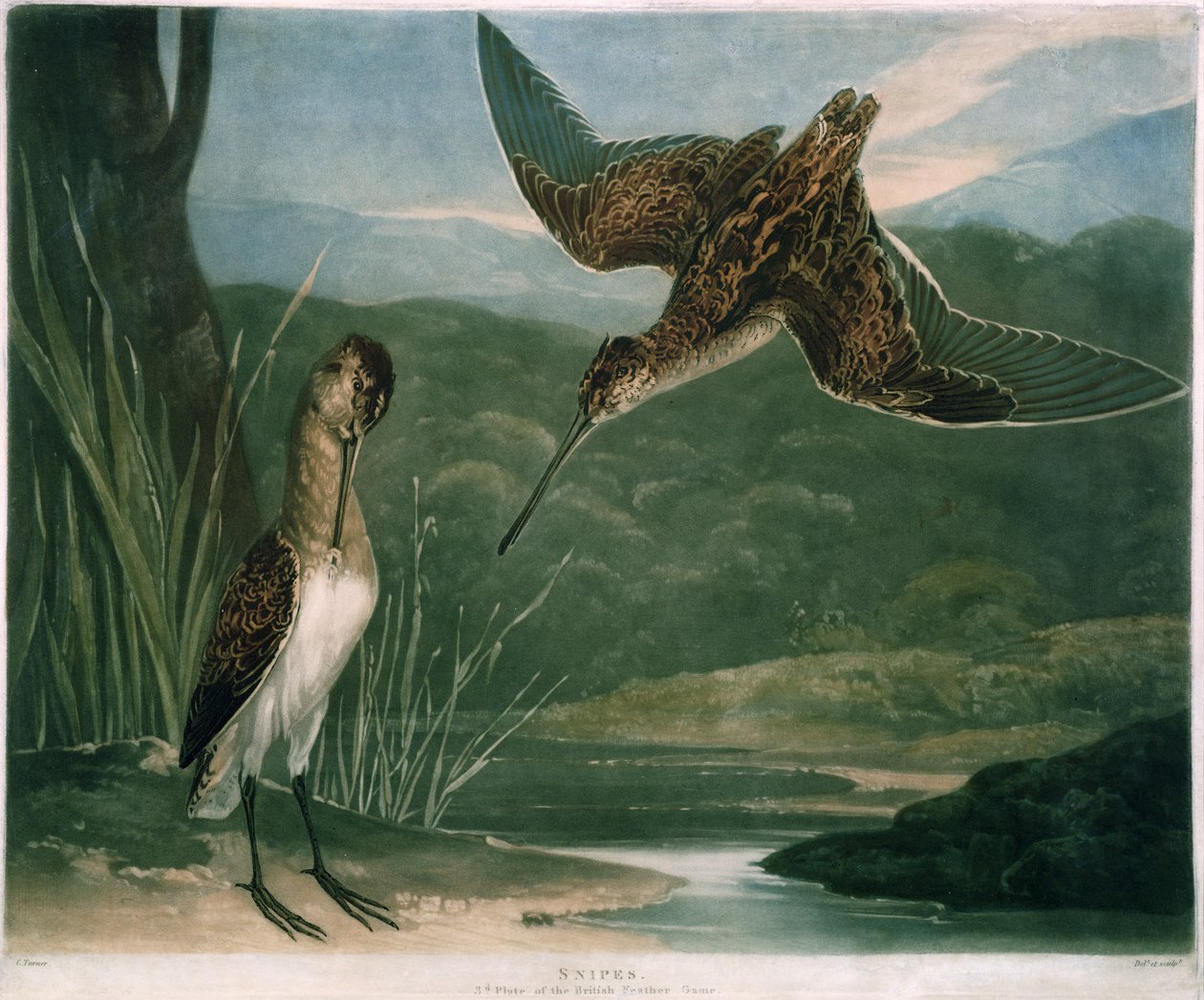 Snipes，英国羽毛游戏的板3，由艺术家，酒吧雕刻。作者：R. Ackermann，第1810页（mezzotint雕刻） 作者 查尔斯·亚德利·特纳