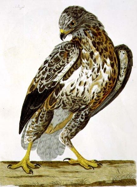 英国动物学，第二类：鸟类》中的鵟（Buteo buteo）图版，由Peter Mazell（fl.1761-97）1766年雕刻（雕刻）。 作者 查尔斯（后）柯林斯