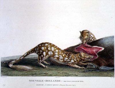 Dasyurus Macrourus，一种长尾巴Dasyure，来自新南威尔士州，新荷兰，板块33来自 "澳大利亚土地的发现之旅"，由Canu刻制，出版。1800-04（彩色雕刻）。 作者 查尔斯·亚历山大（后）Lesueur