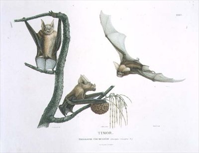 Rhinolophus Crumeniferus，一种马蹄形蝙蝠，来自帝汶，板块35来自《澳大利亚土地的发现之旅》，由Choubard刻制，出版。1800-04（雕刻）。 作者 查尔斯·亚历山大（后）Lesueur