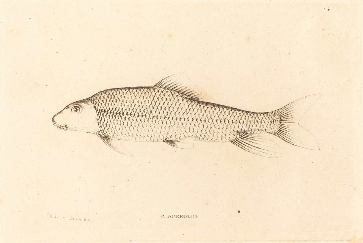 C.Aureolus 作者 查尔斯·亚历山大·莱索尔