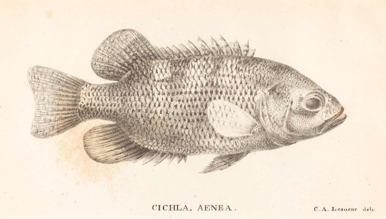 Cichla, Aenea 作者 查尔斯·亚历山大·莱索尔