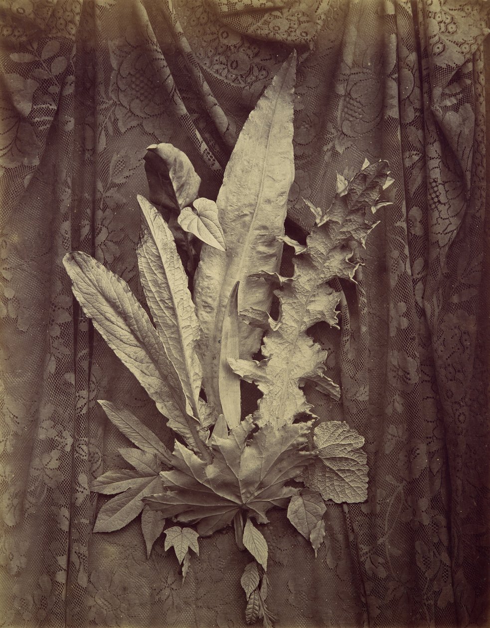 [花卉花边背景上的叶子研究]，1864年。 作者 查尔斯·奥布里