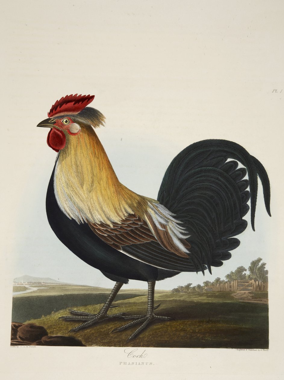 公鸡，Phasianus，出自《英国鸟类选集》，出版。1835年（手绘版画 作者 查尔斯·奥古斯特（后）斯图本