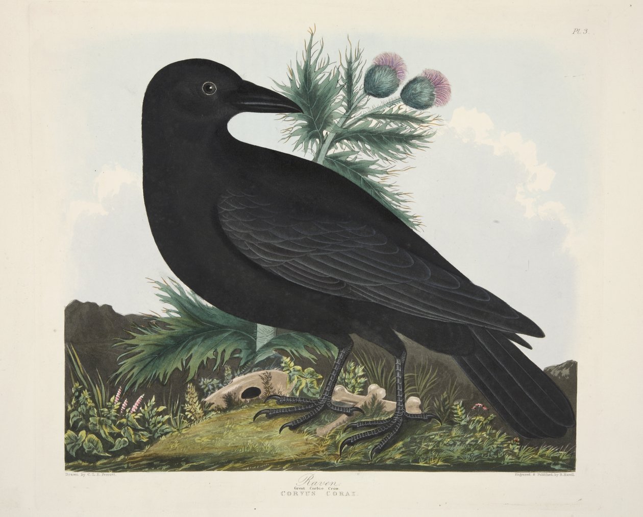 乌鸦，Corvus Corai，出自《英国鸟类选集》，出版。1835年（手绘版画 作者 查尔斯·奥古斯特（后）斯图本