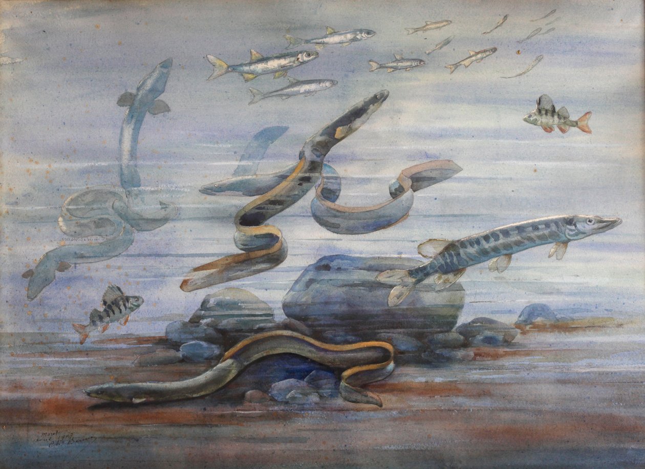 海鱼，c.1907（水彩） 作者 查尔斯·伯尼尔