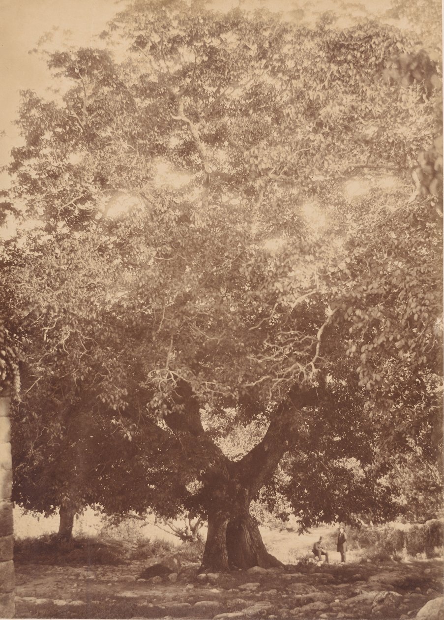 查理五世皇帝的核桃树》，尤斯特，1858年。 作者 查尔斯·克利福德