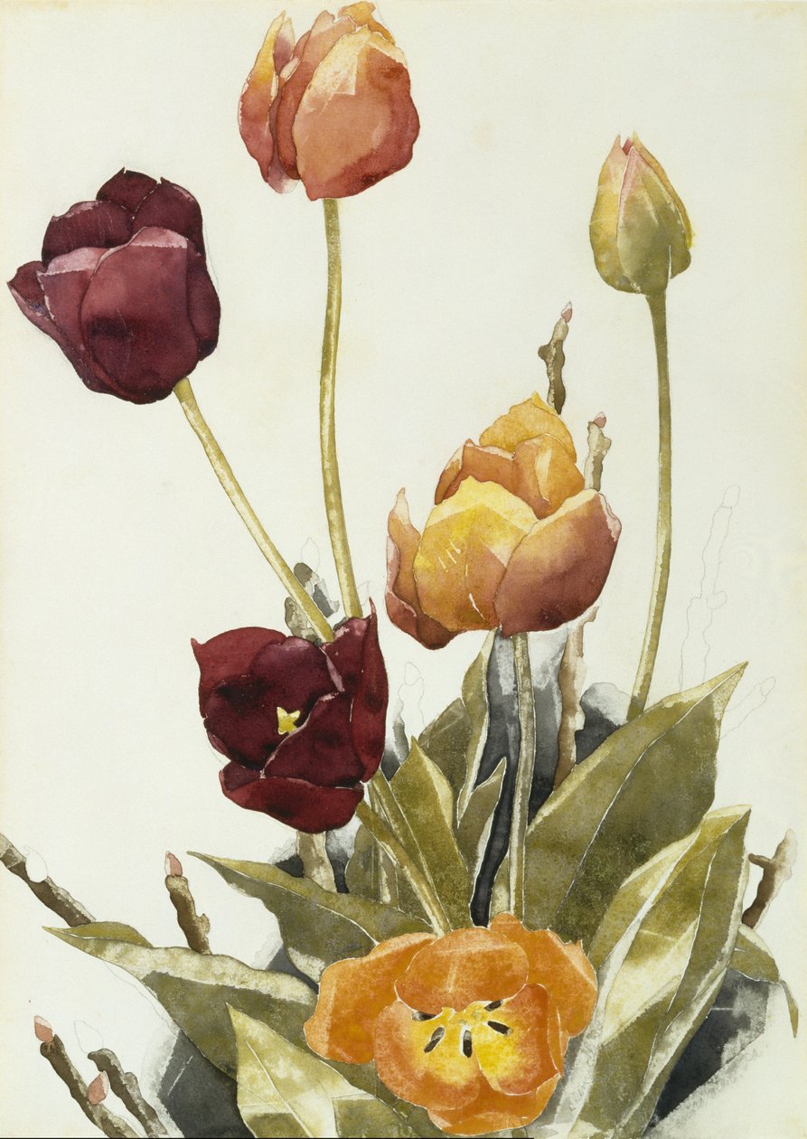 郁金香，1933年（纸上水彩和石墨） 作者 查尔斯·德穆斯