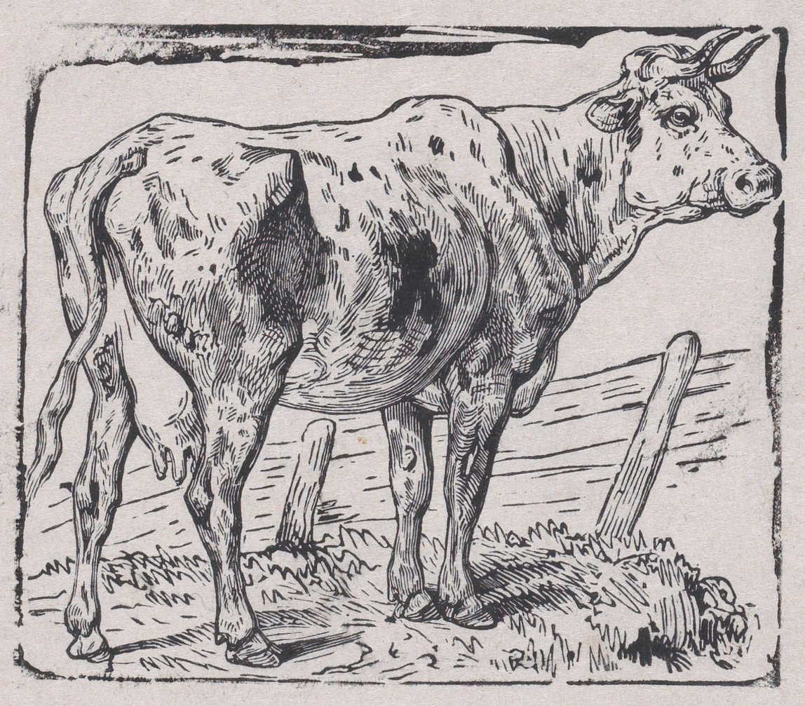 一头牛，约1853年。 作者 查尔斯·埃米尔·雅克