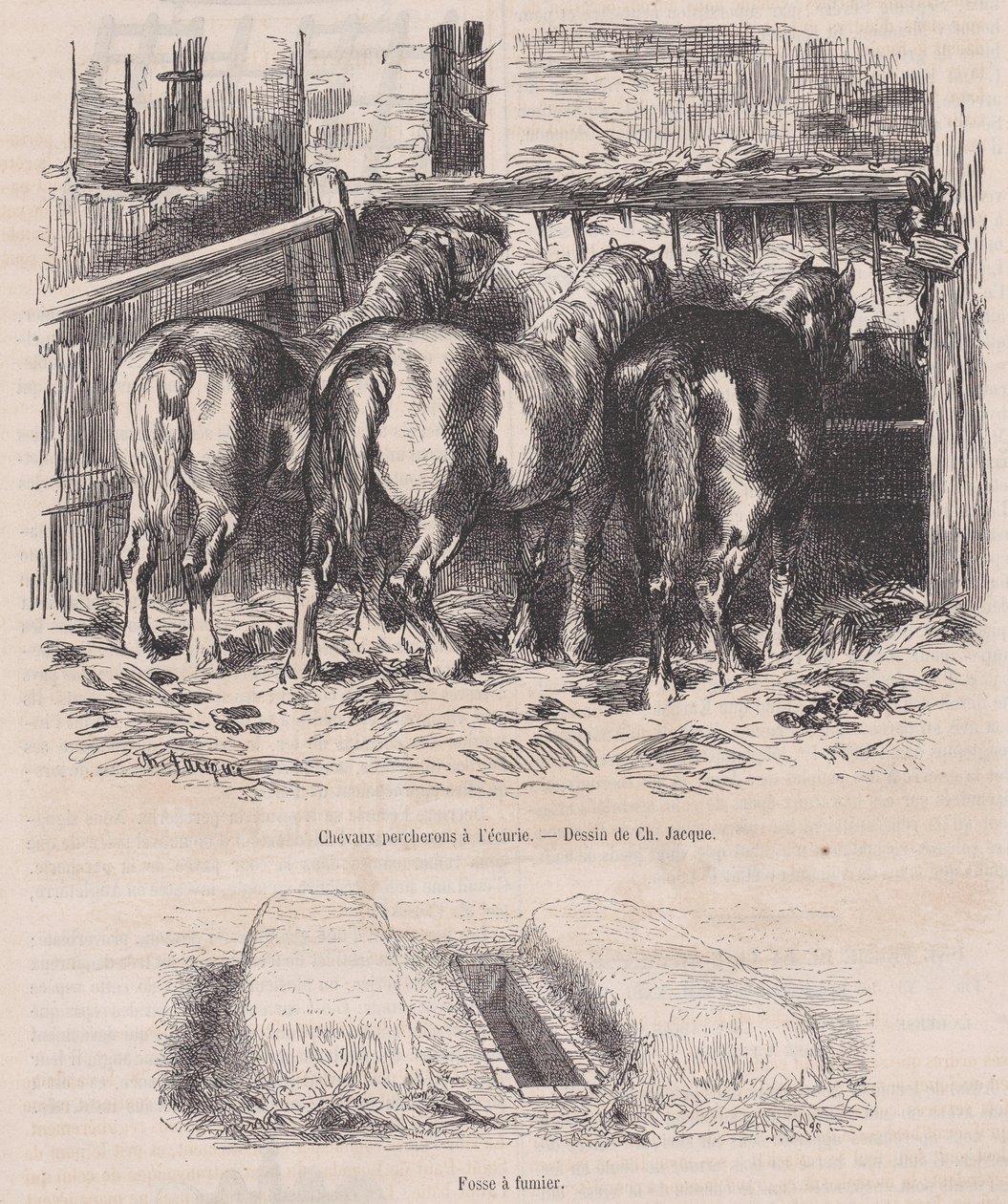 马厩里的Percheron马，粪坑，来自Magasin Pittoresque，约1852年。 作者 查尔斯·埃米尔·雅克