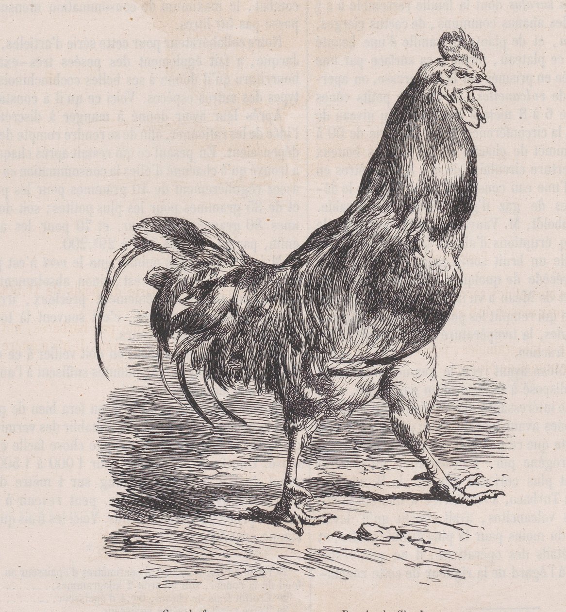 Coq de ferme，普通品种，来自Magasin Pittoresque，约1852年。 作者 查尔斯·埃米尔·雅克