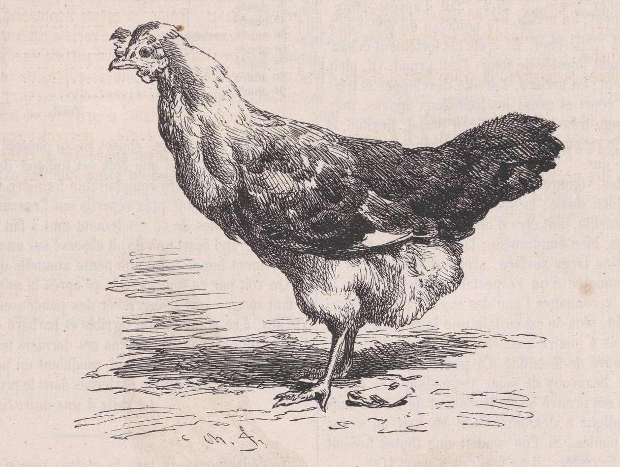普通的法国母鸡，贫血，来自皮托雷斯克拍卖行，约1852年。 作者 查尔斯·埃米尔·雅克