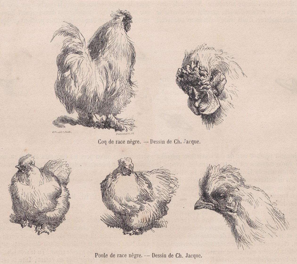 乌骨鸡和乌骨鸡》，摘自《皮托列斯杂志》，1861年9月 作者 查尔斯·埃米尔·雅克