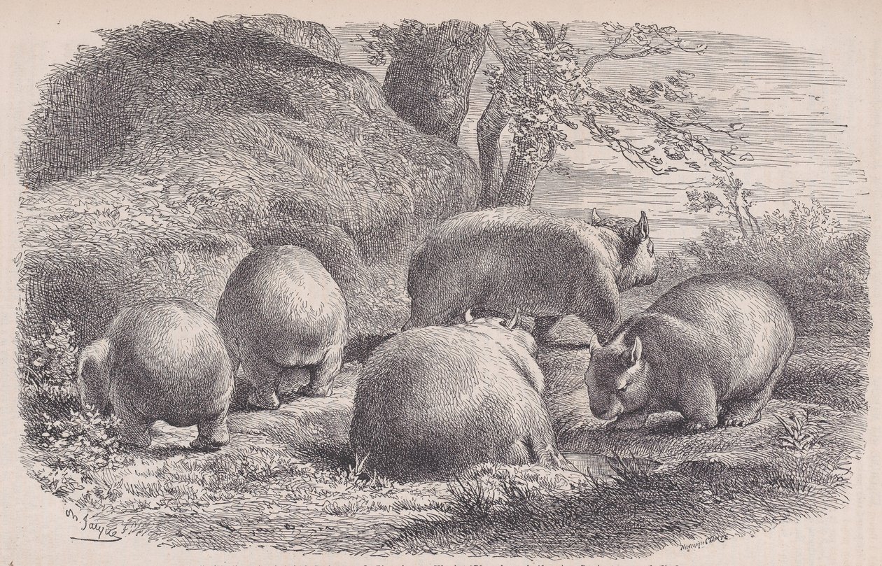 袋熊，来自Le Magasin Pittoresque，约1852年。 作者 查尔斯·埃米尔·雅克