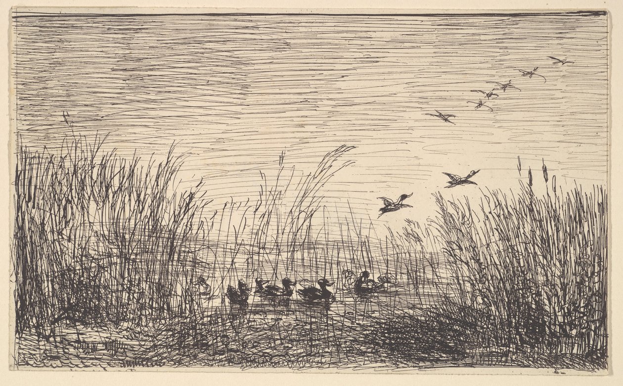 沼泽中的鸭子，[1862]，重印于1921年。 作者 查尔斯·弗朗索瓦·杜比尼