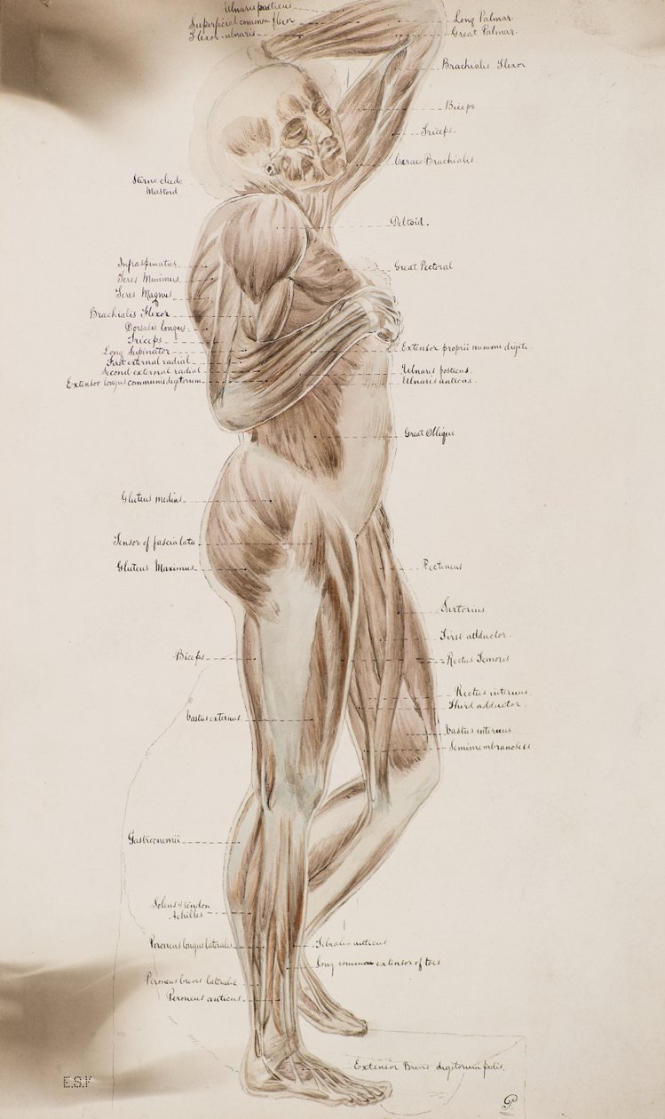 研究[人体肌肉（标题）]，c.1884（水画） 作者 查尔斯·古斯塔夫·路易斯·菲利普斯
