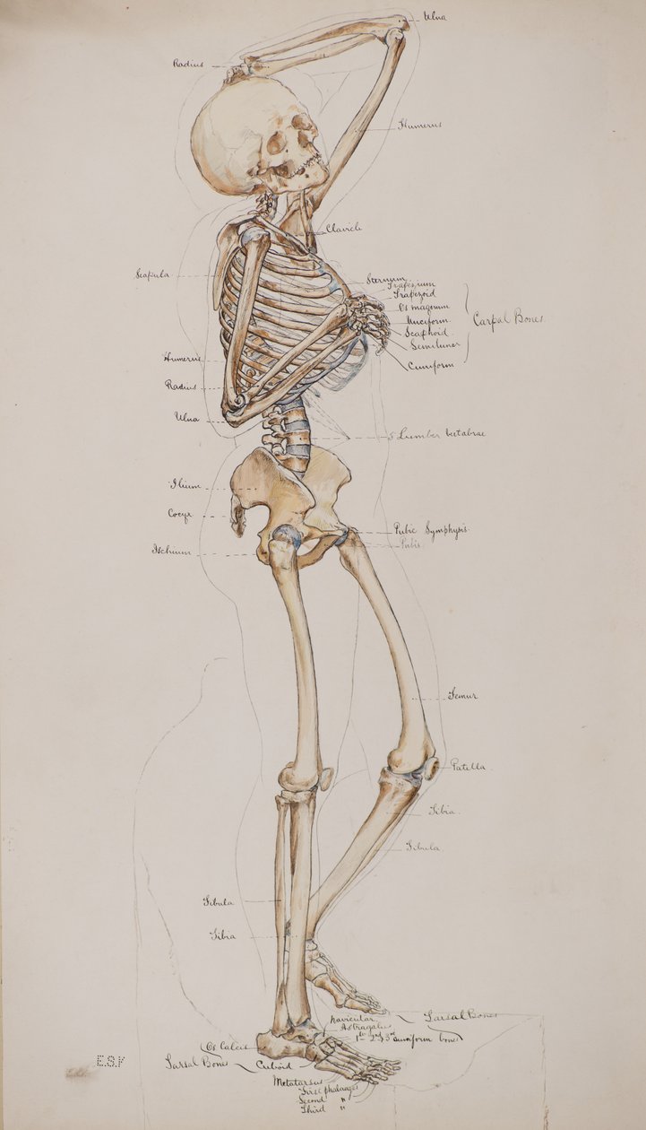 研究[人体骨骼（骨骼标题）]，约 1884 年（水彩画） 作者 查尔斯·古斯塔夫·路易斯·菲利普斯