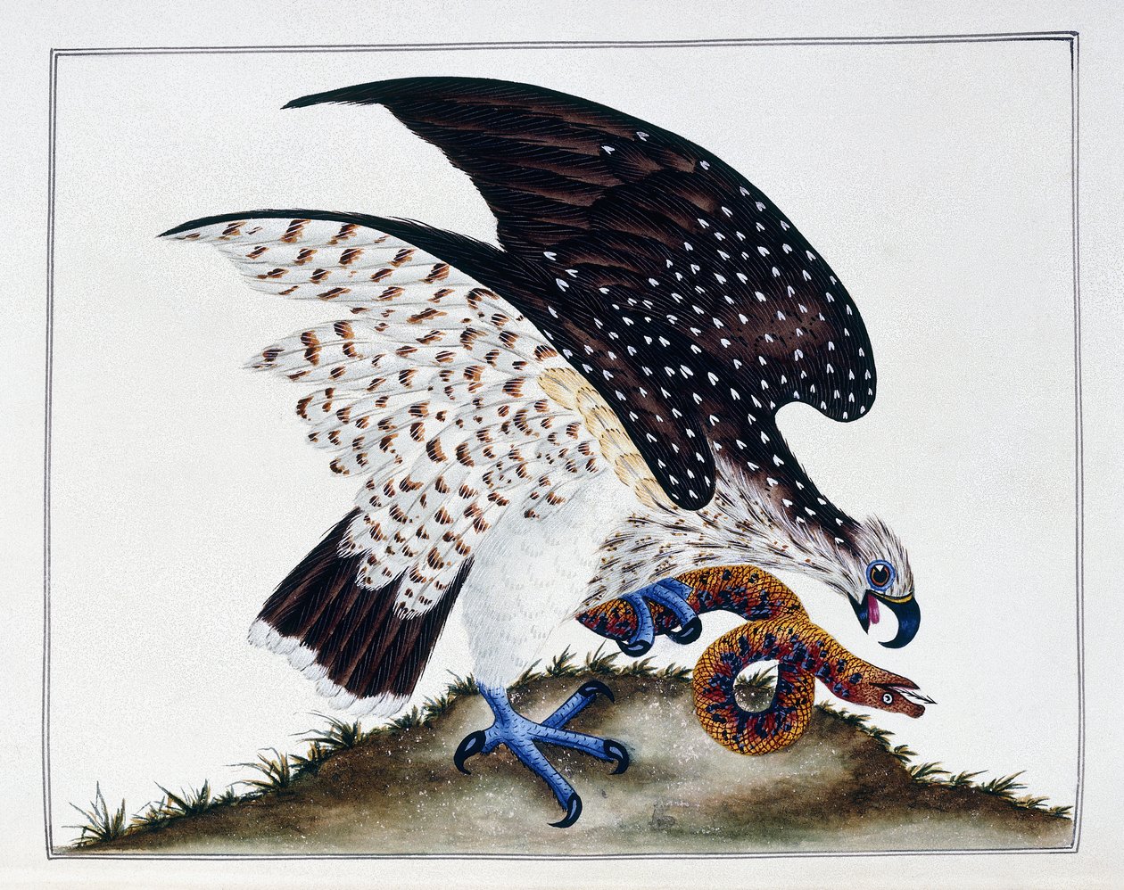 猛禽与蛇，1808-21年 作者 查尔斯·海斯