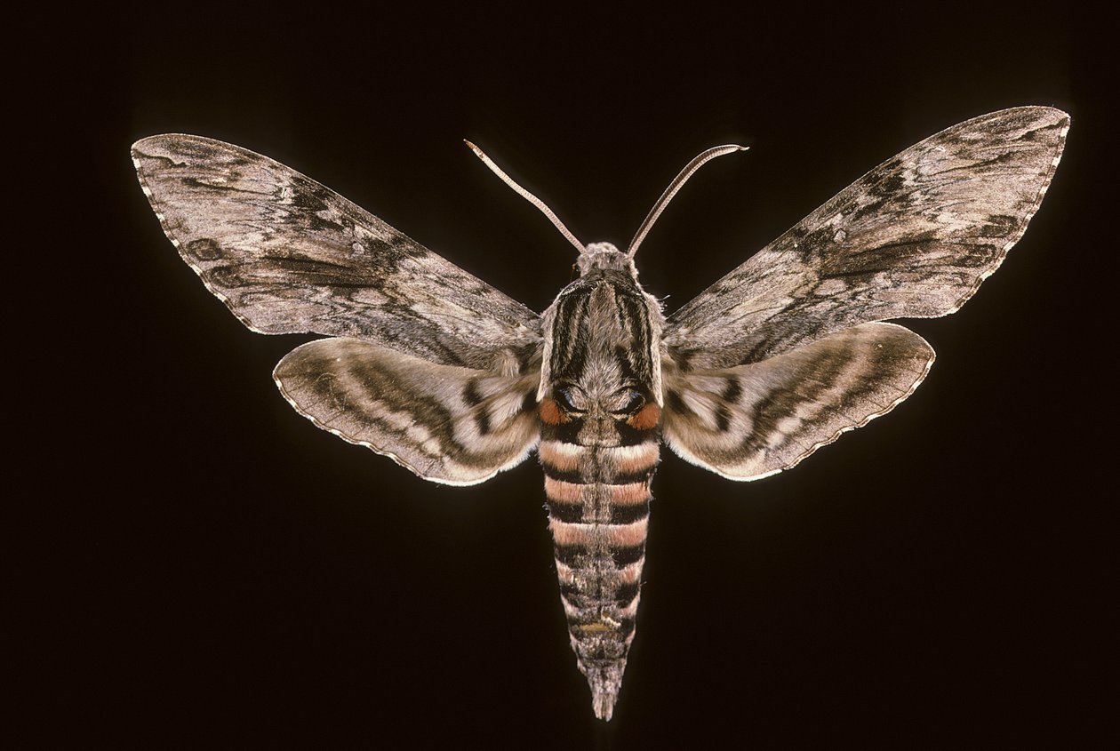 Agrius convolvuli/Bedding Sphinx/雄性 作者 查尔斯·亨利·约瑟夫·莱克特