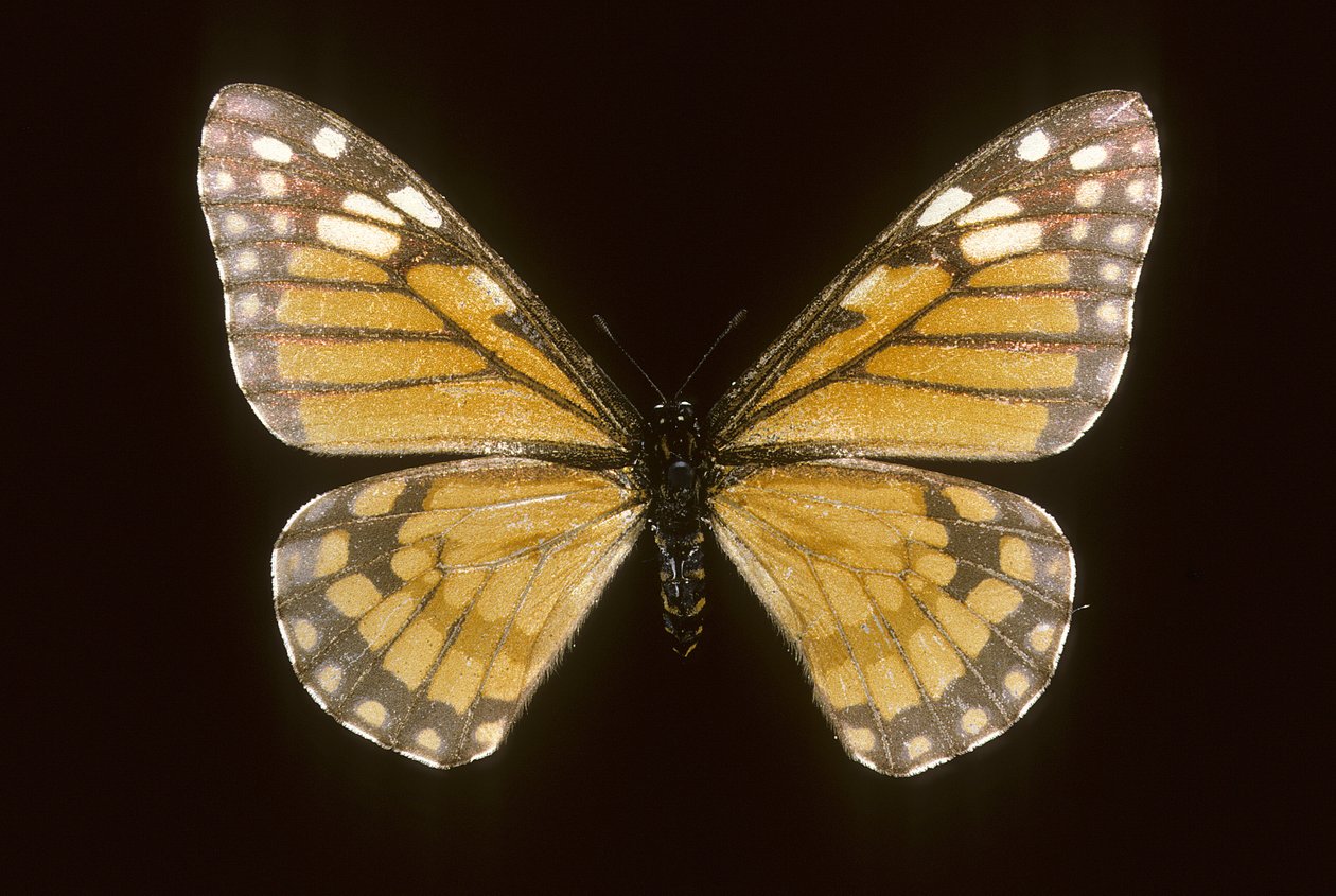 Baronia brevicornis 作者 查尔斯·亨利·约瑟夫·莱克特