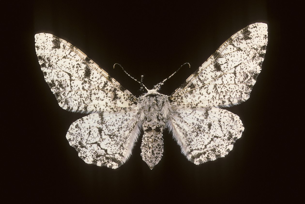 Betularia biston/Birch Phalene 作者 查尔斯·亨利·约瑟夫·莱克特