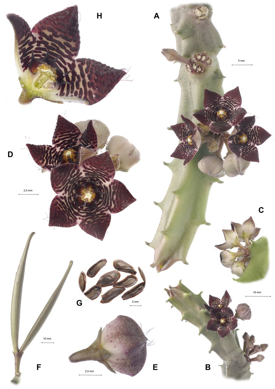植物学板块/Apteranthes joannis 作者 查尔斯·亨利·约瑟夫·莱克特